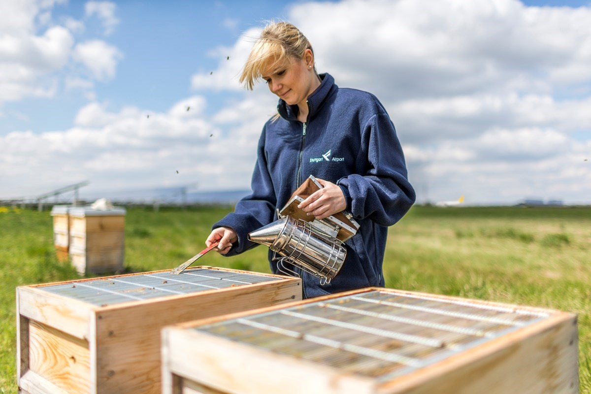 Mitarbeiterin kontrolliert die Bienenstöcke auf dem Flughafengelände