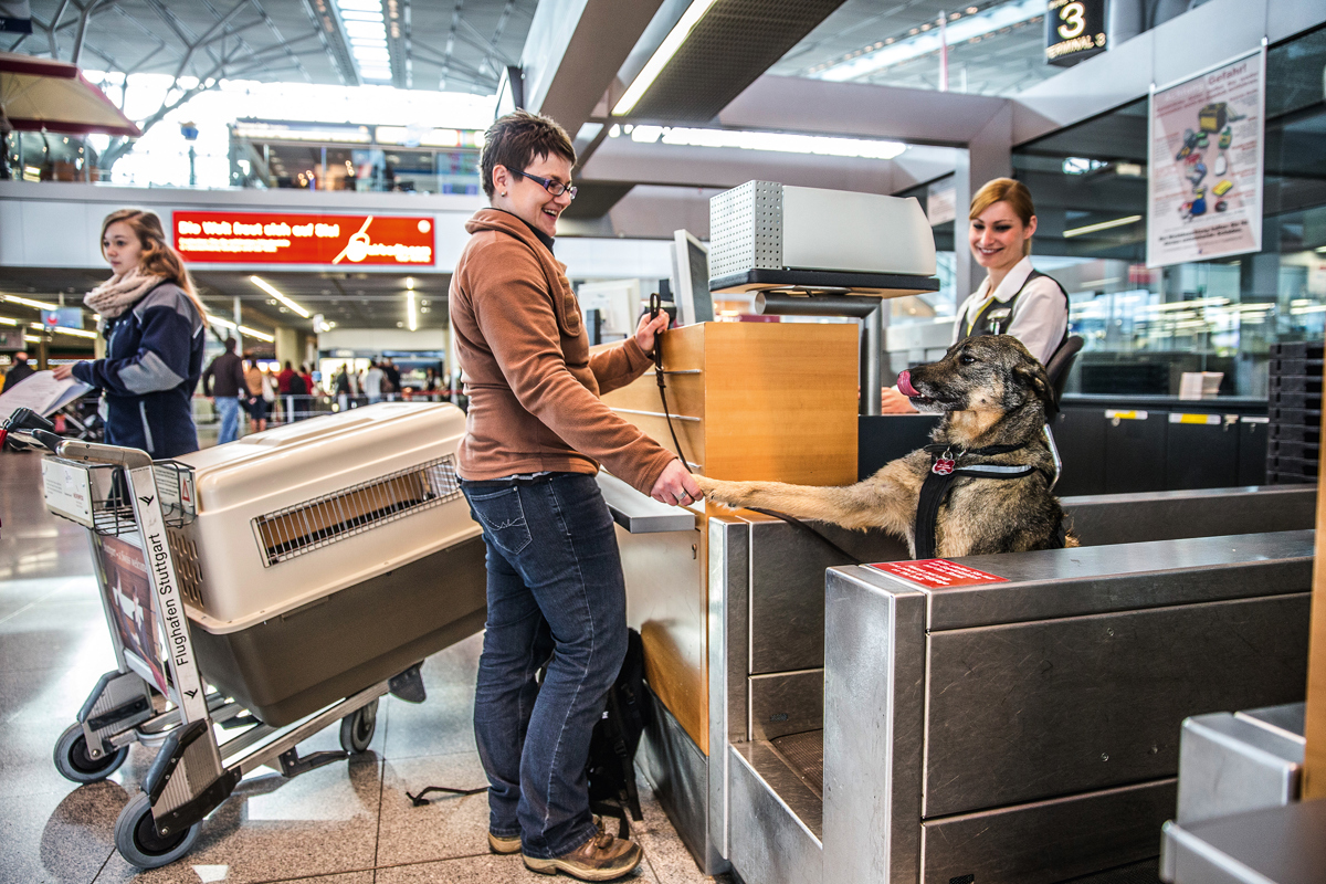 Hund steht am Check-in-Schalter auf der Waage 